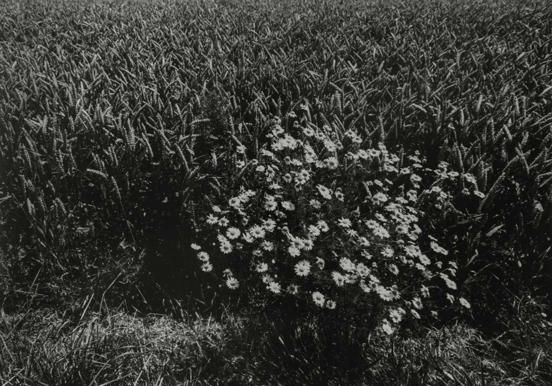 Schwarzweiß-Fotografie eines Getreide-Feldes mit Blumen im Vordergrund