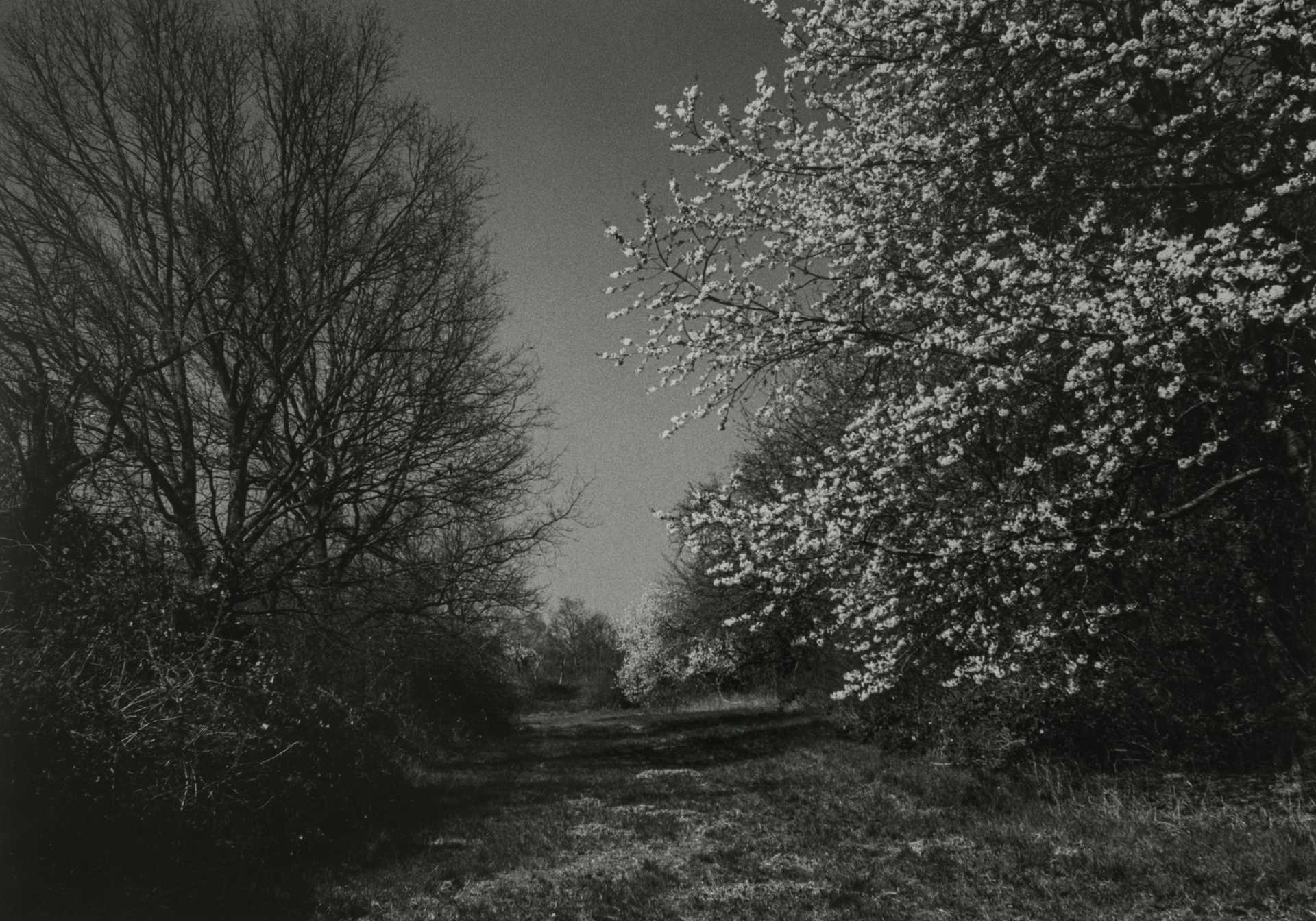 Schwarzweiß-Fotografie von blühenden Kirschbäumen