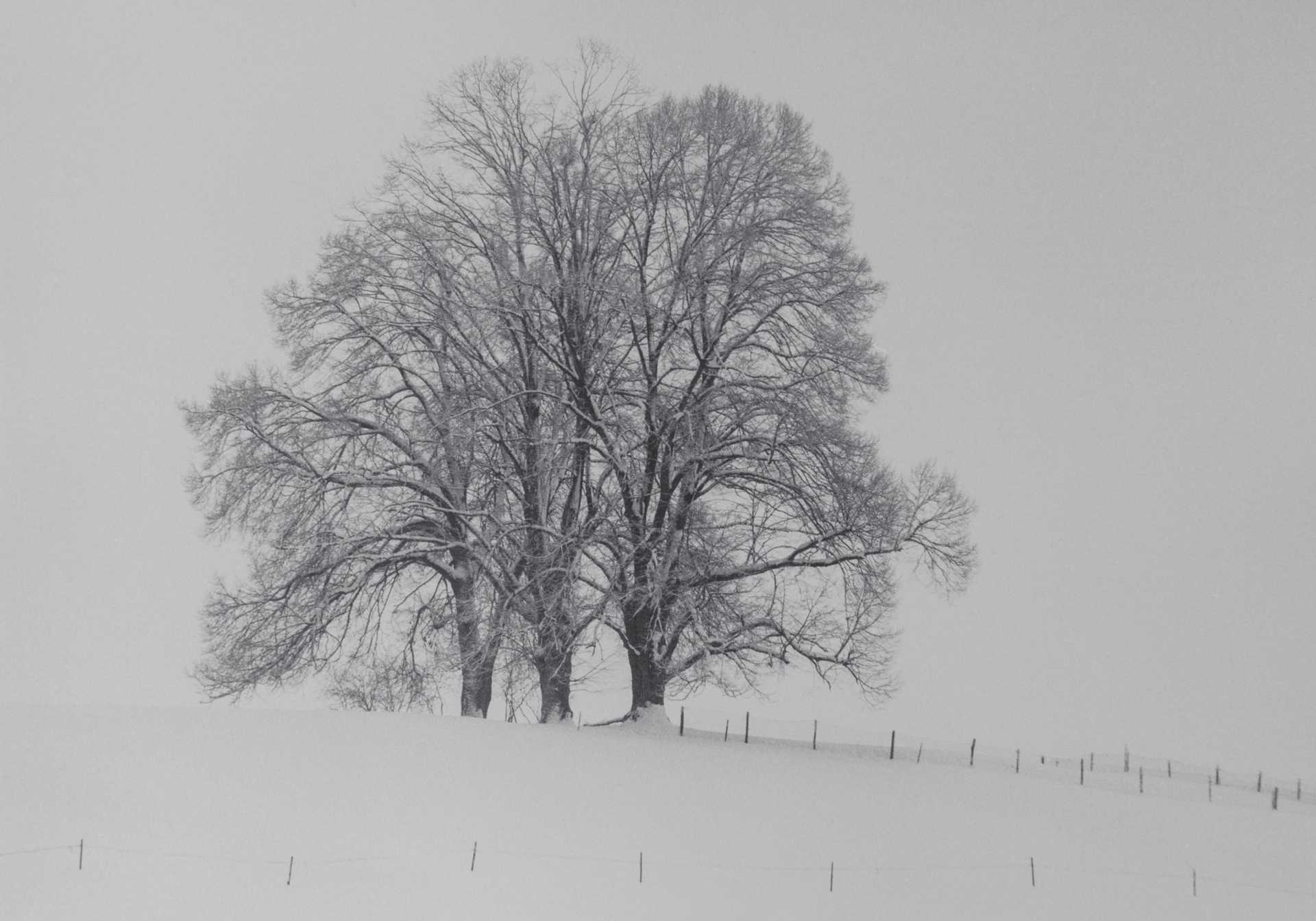 Schwarzweiß-Fotografie eines eingeschneiten Baumes in einer weißen Winterlandschaft